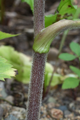 Ostericum sieboldii
