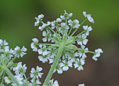 Ostericum sieboldii