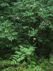 Ostericum sieboldii