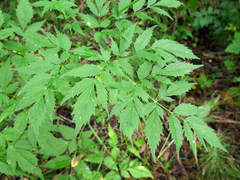 Ostericum sieboldii