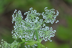 Ostericum sieboldii