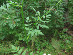 Ostericum sieboldii