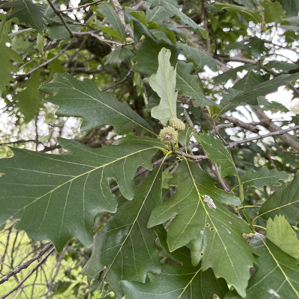 Quercus bicolor — an easy houseplant, prefers full sun light