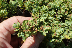 Veronica topiaria