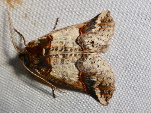 Butterflies photo 4