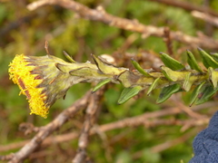 Lasiocephalus ovatus