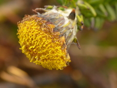 Lasiocephalus ovatus