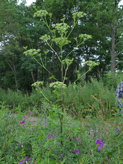 Ostericum viridiflorum