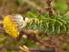 Lasiocephalus ovatus