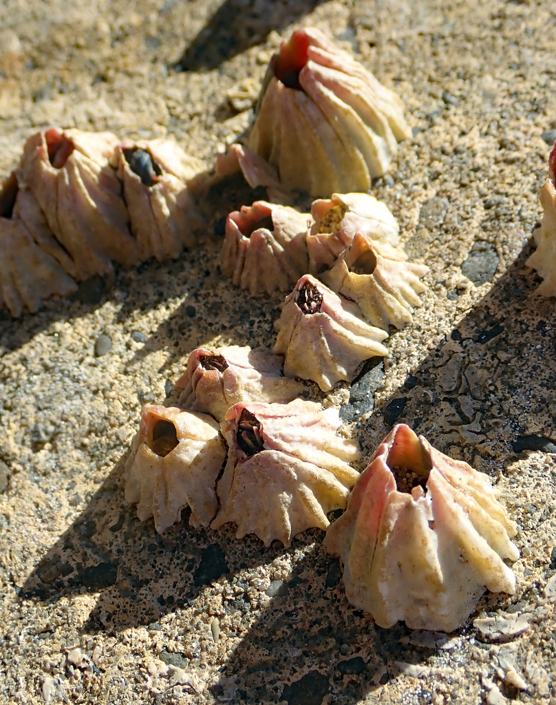 Notobalanus vestitus
