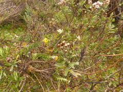 Lasiocephalus ovatus