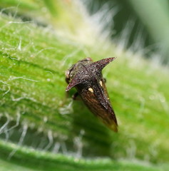 Acanthuchus trispinifer