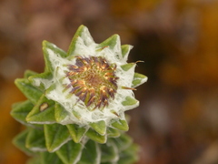 Lasiocephalus ovatus