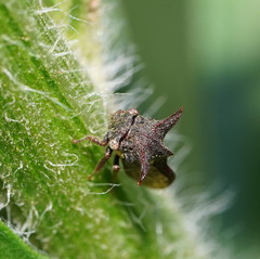 Acanthuchus trispinifer