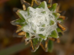 Lasiocephalus ovatus