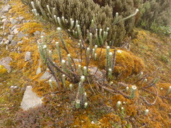 Lasiocephalus ovatus