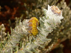 Lasiocephalus ovatus