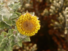 Lasiocephalus ovatus