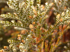 Andicolea ferruginea