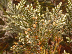 Andicolea ferruginea