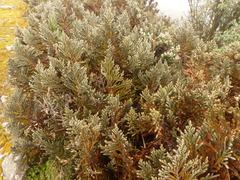 Andicolea ferruginea