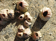 Notobalanus vestitus