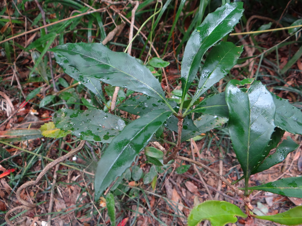 Chengiodendron marginatum (Chengiodendron marginatum)