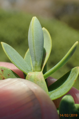 Veronica topiaria