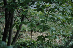 Garrulus glandarius iphigenia