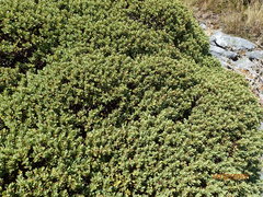 Veronica topiaria