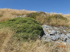 Veronica topiaria