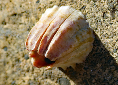 Notobalanus vestitus