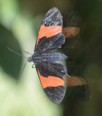 Callopepla emarginata