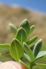 Veronica topiaria