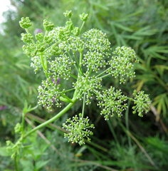 Ostericum viridiflorum