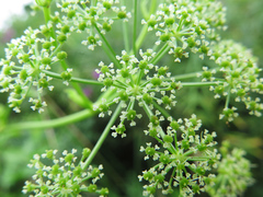Ostericum viridiflorum