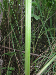 Ostericum viridiflorum