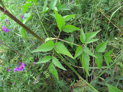 Ostericum viridiflorum