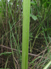 Ostericum viridiflorum