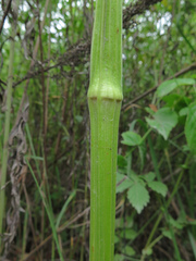 Ostericum viridiflorum