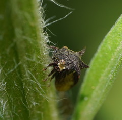 Acanthuchus trispinifer