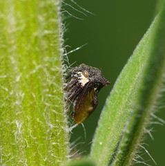 Acanthuchus trispinifer