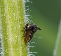 Acanthuchus trispinifer