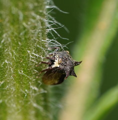 Acanthuchus trispinifer