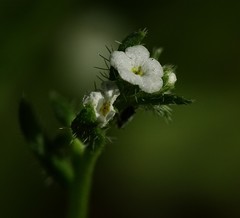 Pectocarya recurvata