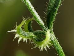 Pectocarya recurvata