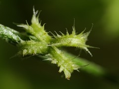 Pectocarya recurvata