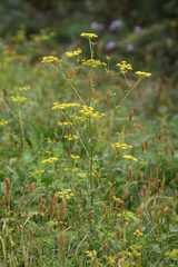 Pastinaca sativa sylvestris