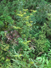 Pastinaca sativa sylvestris