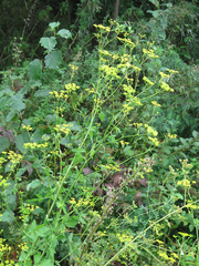 Pastinaca sativa sylvestris
